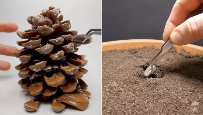 松樹種子發芽時間 松樹種子發芽時間