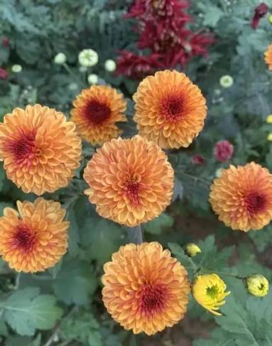 菊花養護浇水 菊花養護浇水