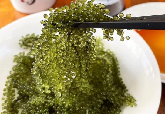 海葡萄照顧 海葡萄照顧