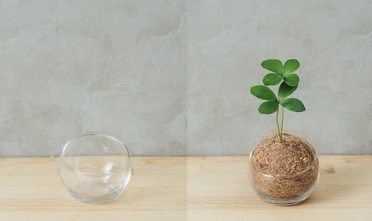 水苔球澆水 水苔球澆水