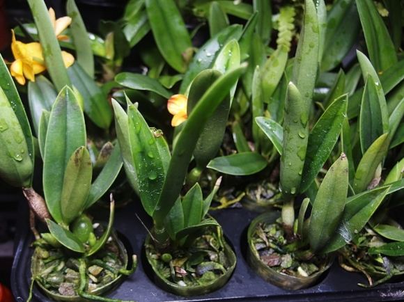 蘭花上板材料 蘭花上板材料