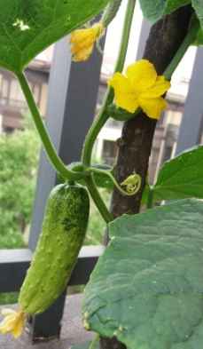 種小黃瓜
