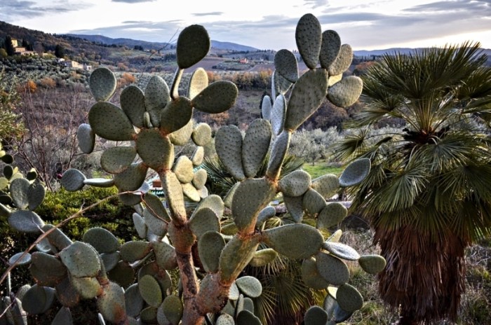 小仙人掌室内种植
