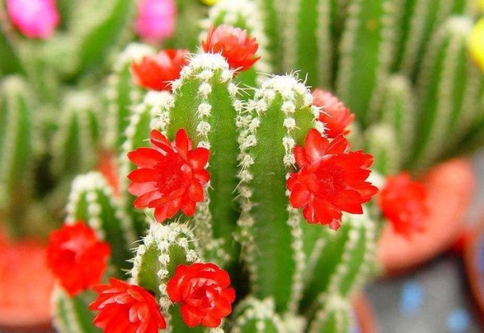 仙人掌養護技巧