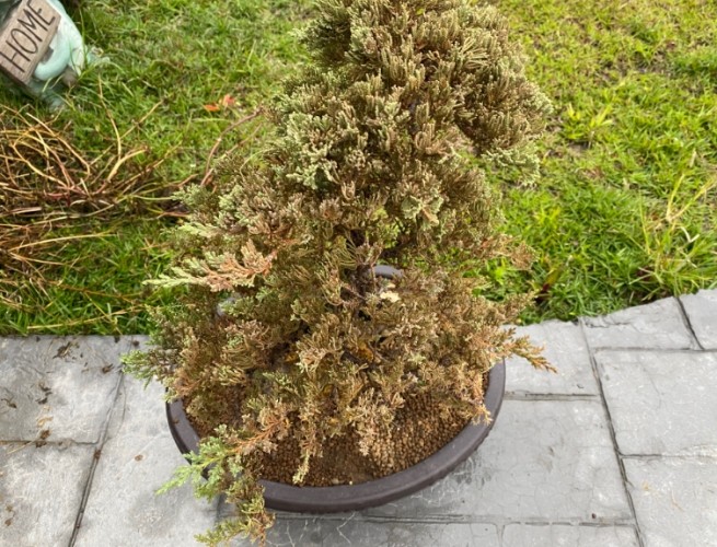 珍珠柏养护 珍珠柏养护