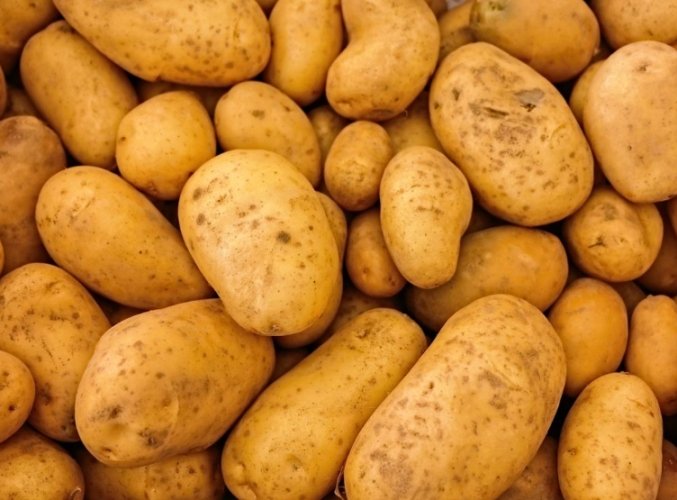 馬鈴薯種植 馬鈴薯種植