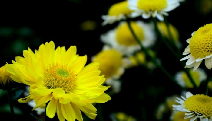 菊花秋天 菊花秋天