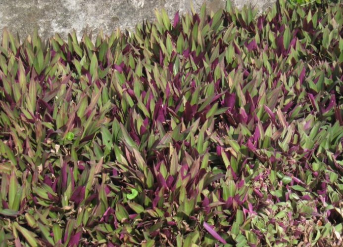 小蚌蘭照顧技巧 小蚌蘭照顧技巧