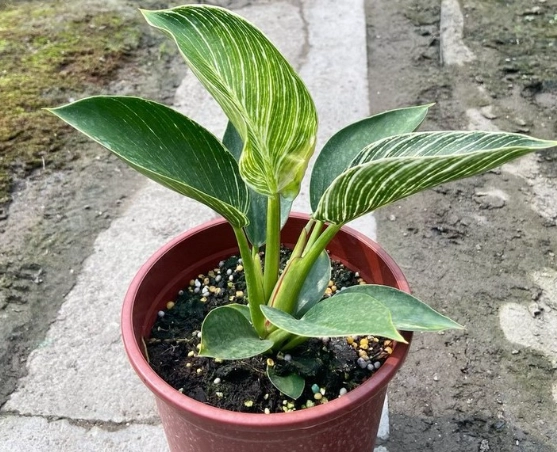 鉑金蔓綠絨修剪