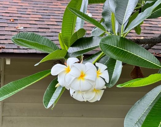 雞蛋花護理方法 雞蛋花護理方法