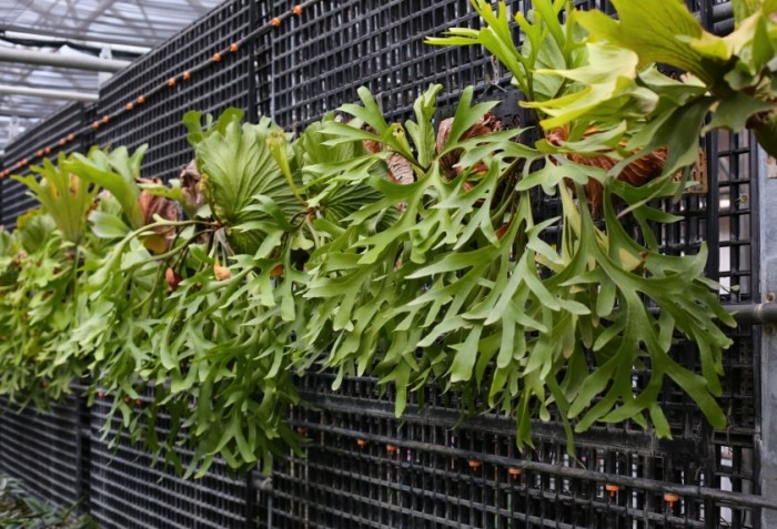 蛇木板替代材料 蛇木板替代材料