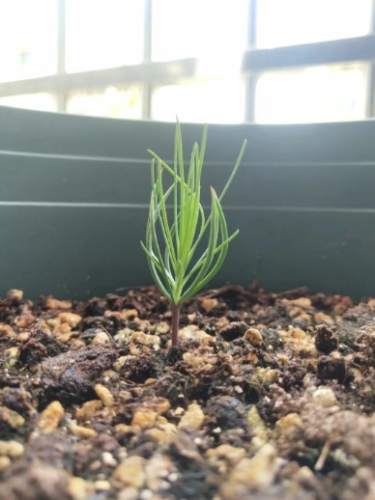 黑松育苗技巧 黑松育苗技巧