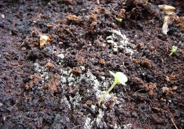 土壤白色黴菌 土壤白色黴菌