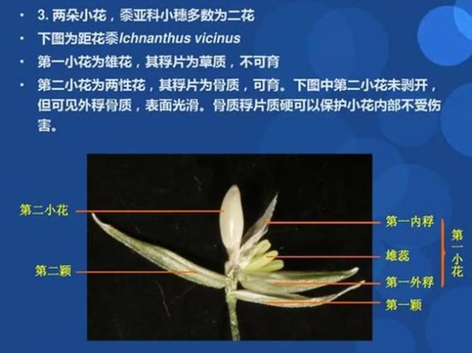 禾本科植物鑑定