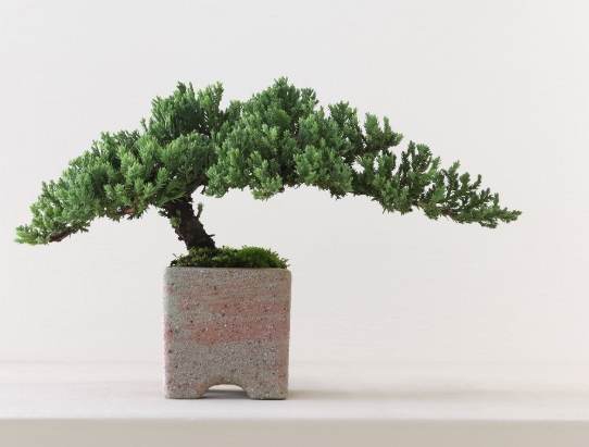 珍珠柏養護 珍珠柏養護