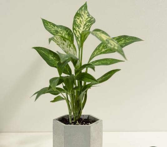 白玉黛粉葉養護