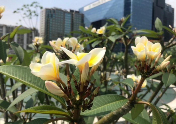 雞蛋花枝條扦插 雞蛋花枝條扦插