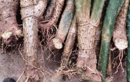 仙人掌的根 仙人掌的根