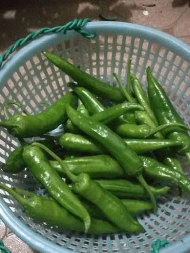 新手種菜推薦 新手種菜推薦