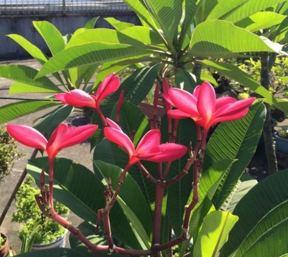 雞蛋花水培常見問題 雞蛋花水培常見問題