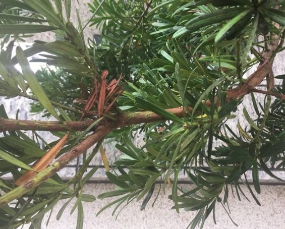 介殼蟲防治 介殼蟲防治