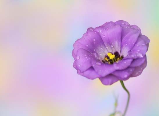 藍色桔梗種植 藍色桔梗種植