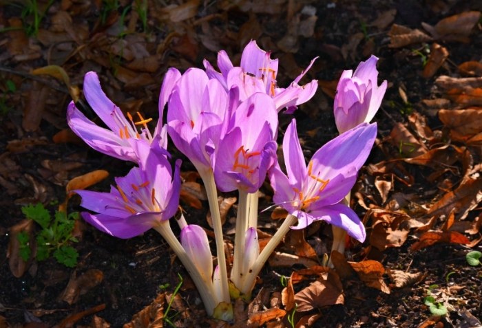 藏紅花熱水泡法 藏紅花熱水泡法