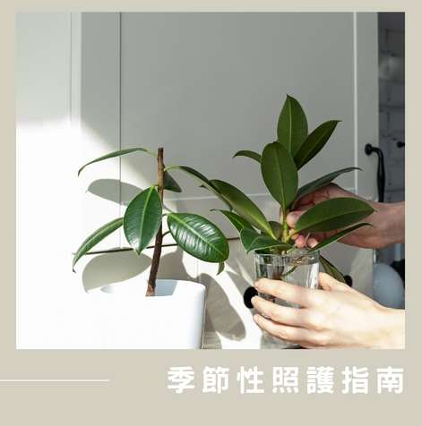 橡皮樹澆水技巧 橡皮樹澆水技巧