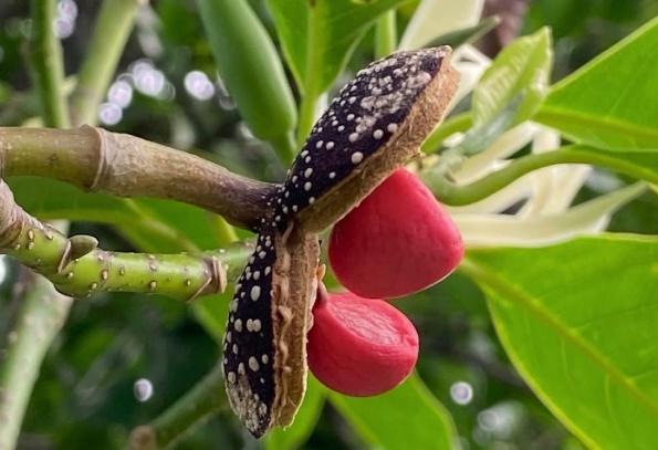 玉蘭花繁殖方法 玉蘭花繁殖方法