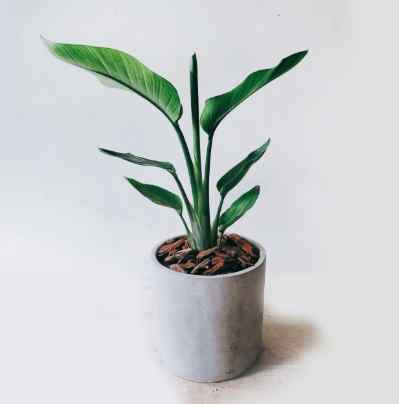 天堂鳥褐斑病症狀 天堂鳥褐斑病症狀