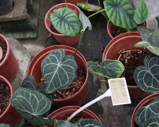 觀葉植物推薦 觀葉植物推薦