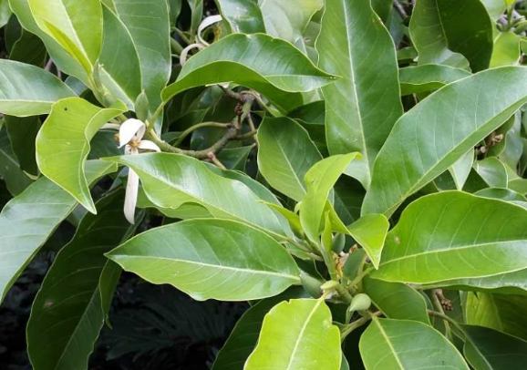 白玉蘭純露功效 白玉蘭純露功效