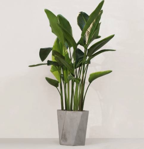 室內植物高度控制 室內植物高度控制