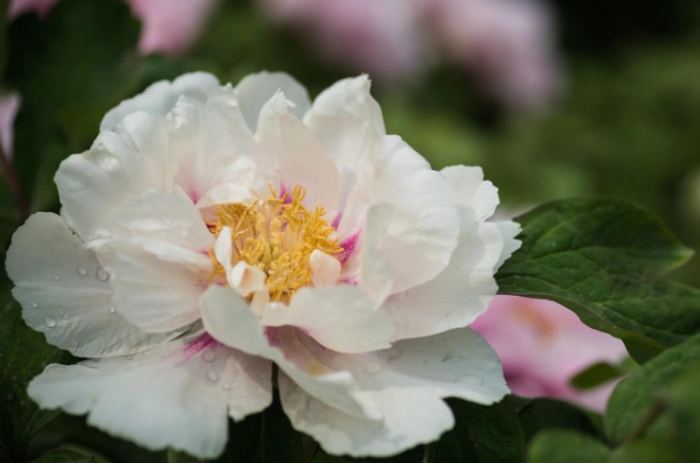 牡丹種子發芽失敗原因