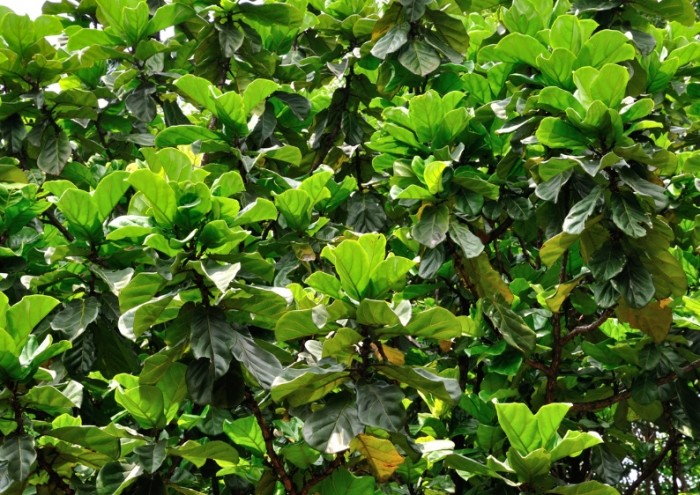 琴葉榕芽點修剪