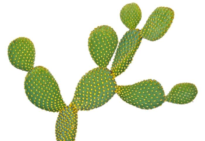 仙人掌急救方法