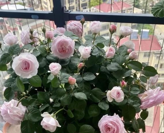 長壽梅養護技巧