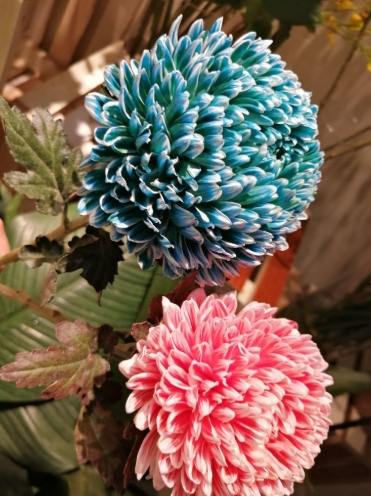 牡丹菊種植方法