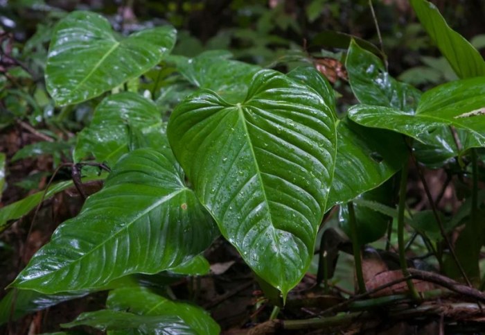 紅苞喜林芋種植方法
