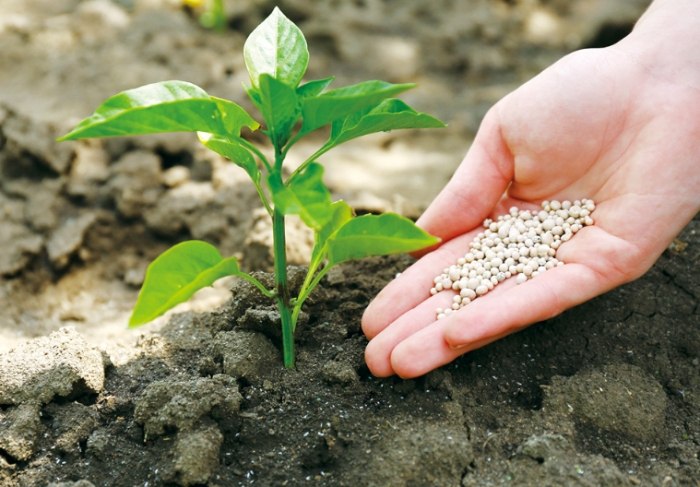 肥料選擇方法 肥料選擇方法