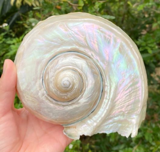 夜光貝加工步驟 夜光貝加工步驟