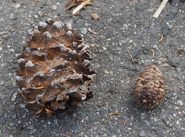 松樹果實用途 松樹果實用途