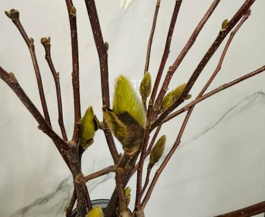 玉蘭花開花技巧 玉蘭花開花技巧