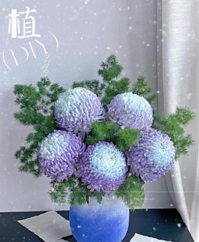 牡丹菊種植方法