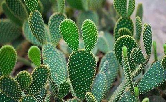 球狀仙人掌繁殖 球狀仙人掌繁殖