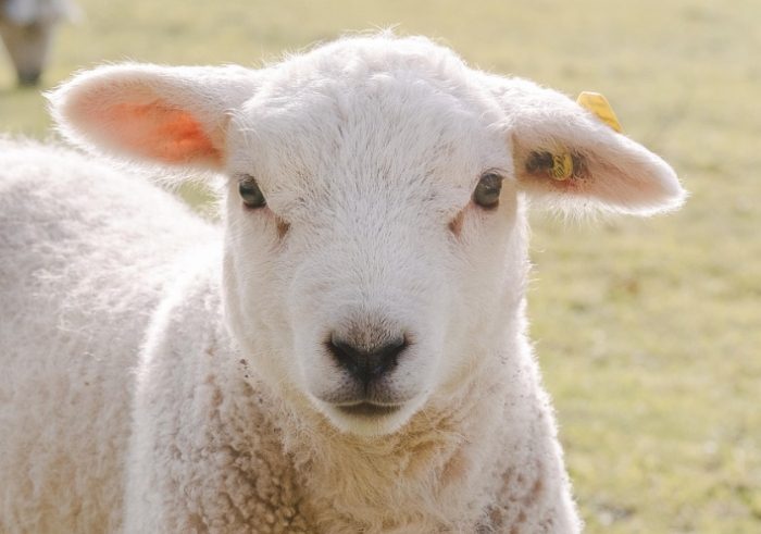 羊的成語有什麼