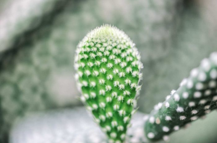 仙人掌施肥方法