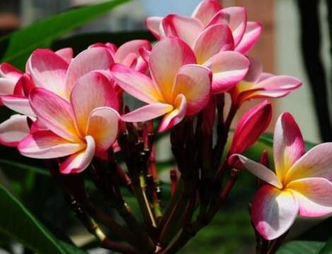 雞蛋花爛根處理