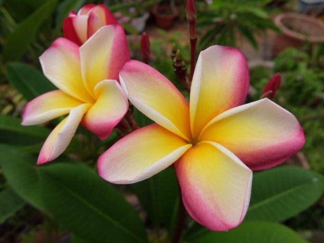 雞蛋花種子處理 雞蛋花種子處理