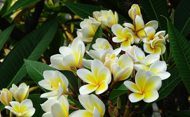 雞蛋花黃葉原因 雞蛋花黃葉原因